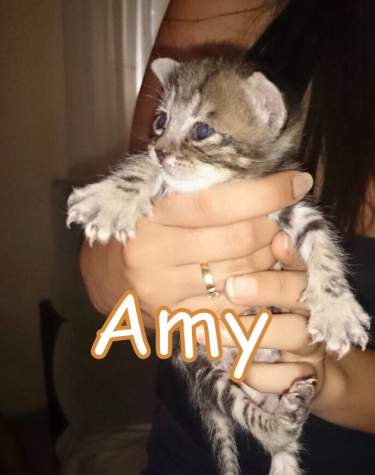 Amy (Pre-adoptada)