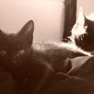 2 gatitos negros