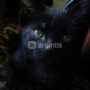 1 gatita negra