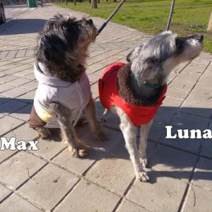 Luna y Max (preadoptado)