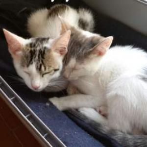 Kitty y Romeo Adoptados