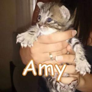 Amy (Pre-adoptada)