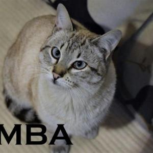  SIMBA (pre-adoptado) 
